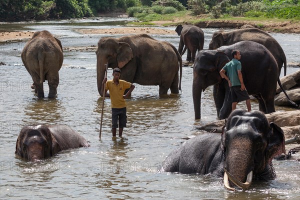 Asian or Asiatic elephants