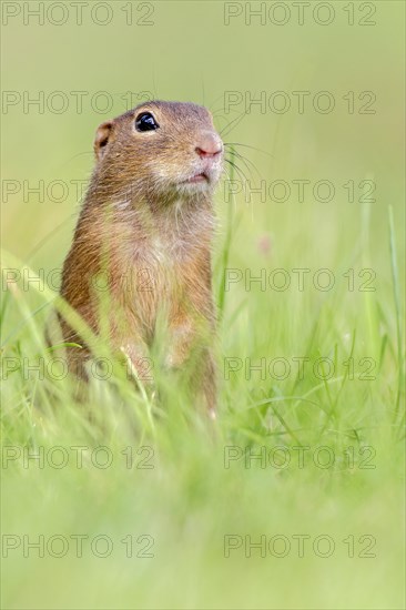 European ground squirrel