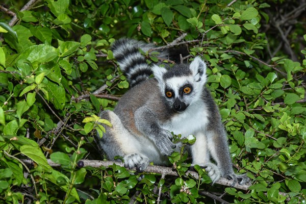 Ring-tailed lemur