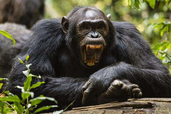 Common chimpanzee