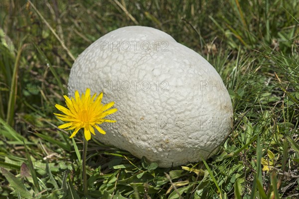 Giant puffball