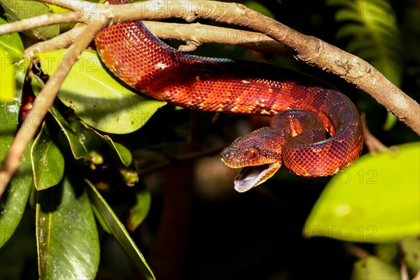 Madagascar tree boa