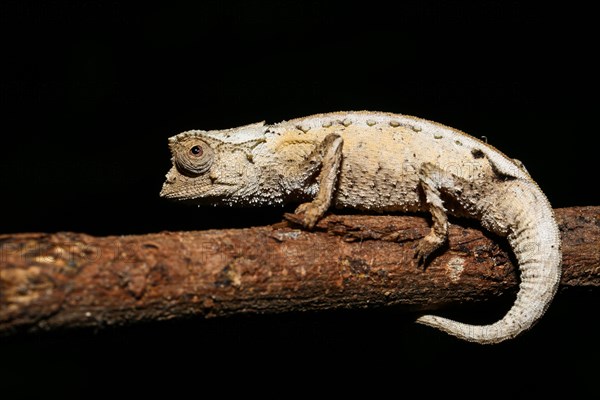 Male plated leaf chameleon