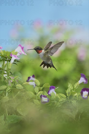 Ruby-throated Hummingbird