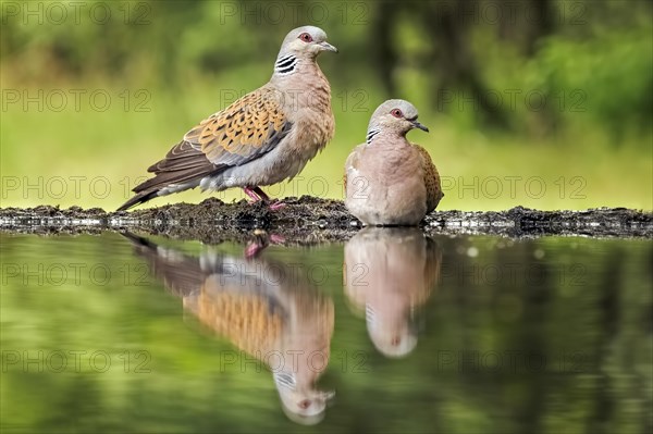 Turtle dove