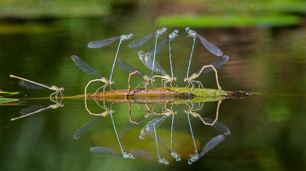 Blue featherleg