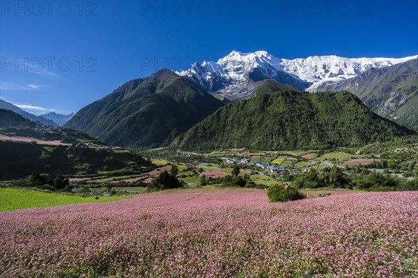 Agricultural landscape with the snowcapped mountain Annapurna 2