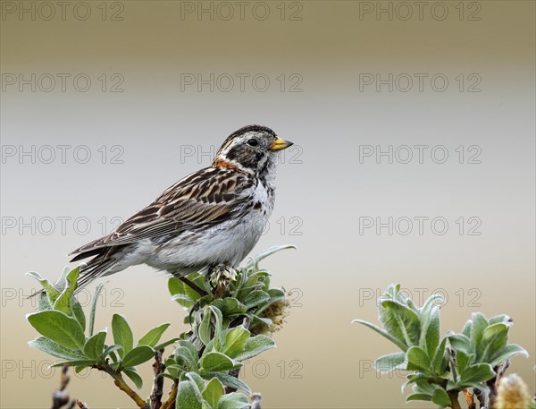 Lapland Bunting