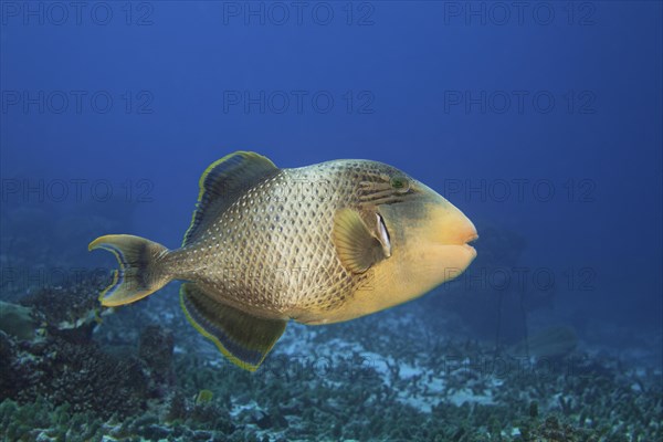 Yellowmargin triggerfish