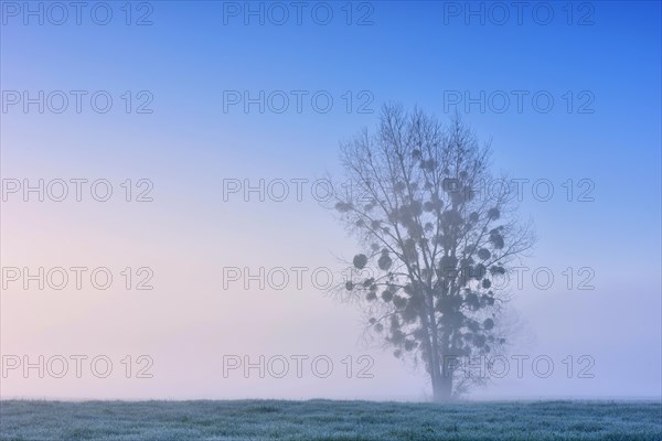 Bare tree with Mistletoe