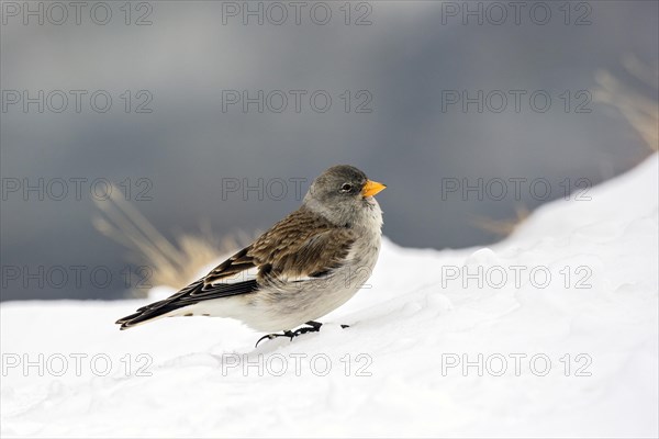 White-winged snowfinch