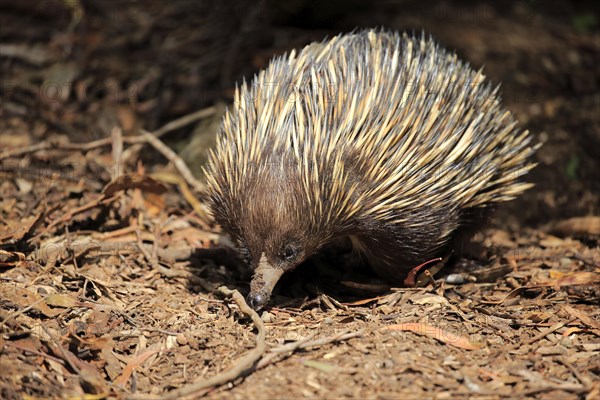 Short-beaked echidna