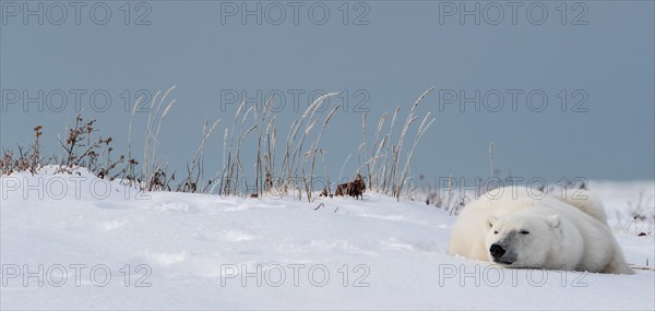 Polar bear