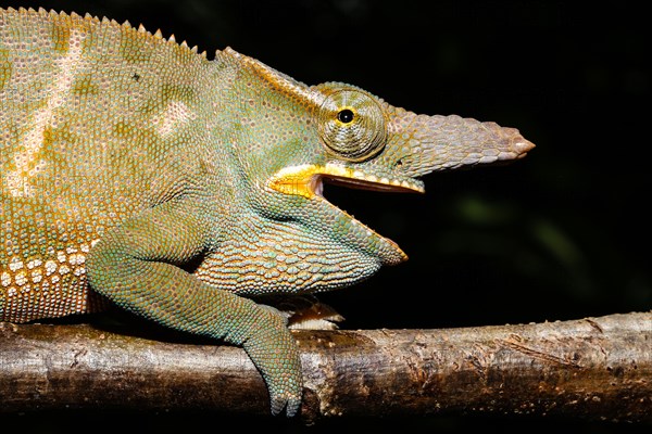 Male two-horned chameleon