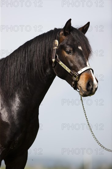 Brown Morgan stallion with show halter