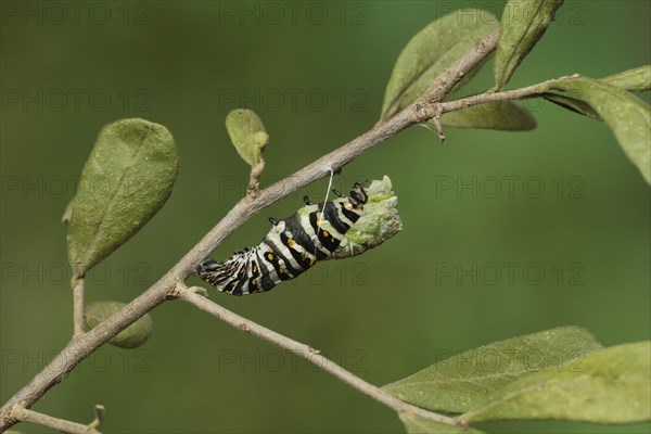 Black Swallowtail