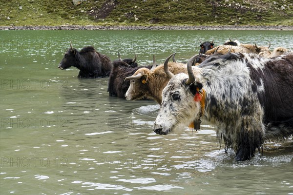 Herd of yaks