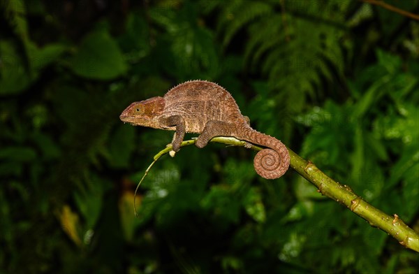 Cryptic chameleon