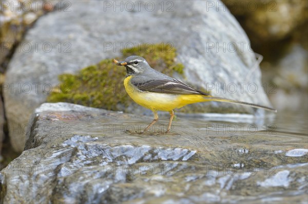 Grey wagtail