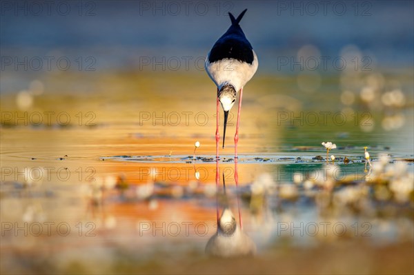 Black-winged stilt