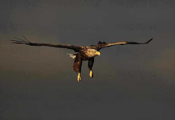 White-tailed eagle