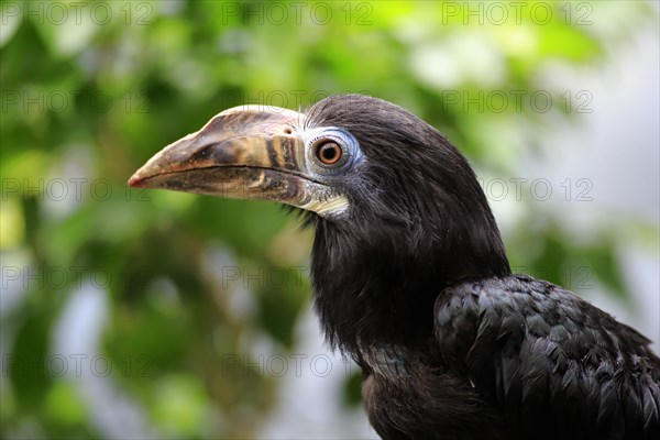 Visayan hornbill