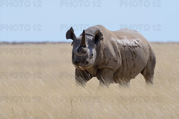 Black rhinoceros