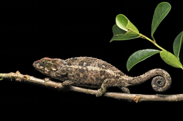 Short-horn chameleon