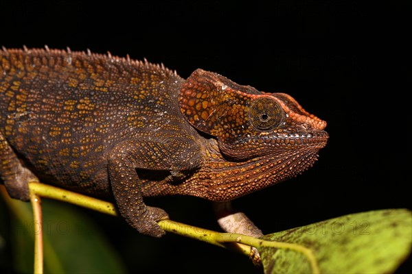 Female short-horned chameleon