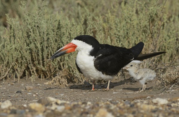 Black skimmer