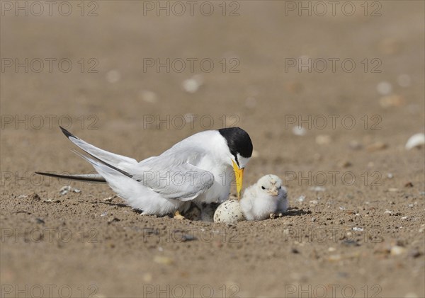 Least Terns