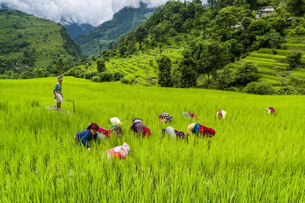 Agricultural landscape