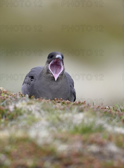 Long-tailed skua or long-tailed jaeger