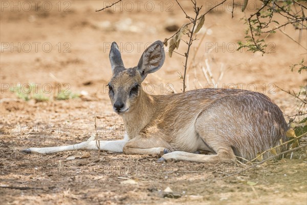 Sharpe's grysbok