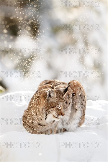 Eurasian lynx