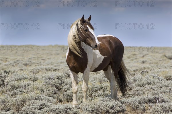 Mustang