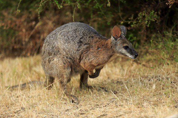 Tammar wallaby