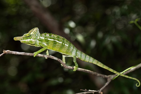 Labord's chameleon