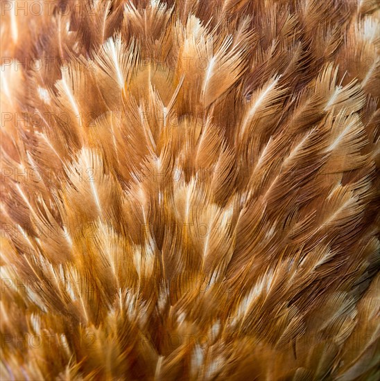 Feathers of a brown hybrid hen