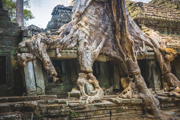 Roots of a Silk-cotton tree