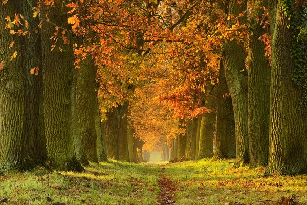 Oak alley in autumn