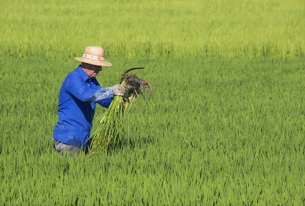 Weeding the rice fields