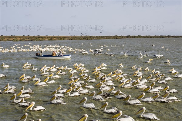 Tourist boat passing by flock of Great White Pelicans