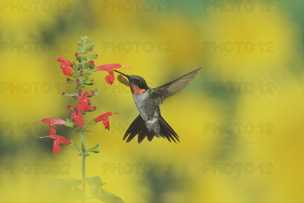 Ruby-throated Hummingbird