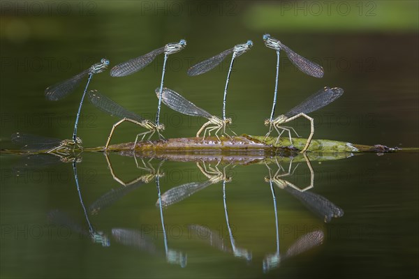 Blue featherleg