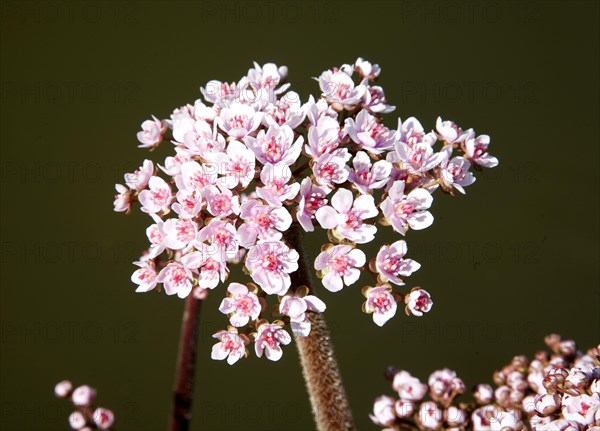 Flowering rush