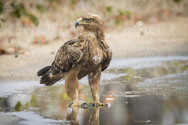 Tawny eagle