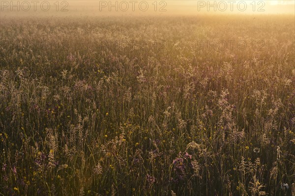 Meadow in the morning light