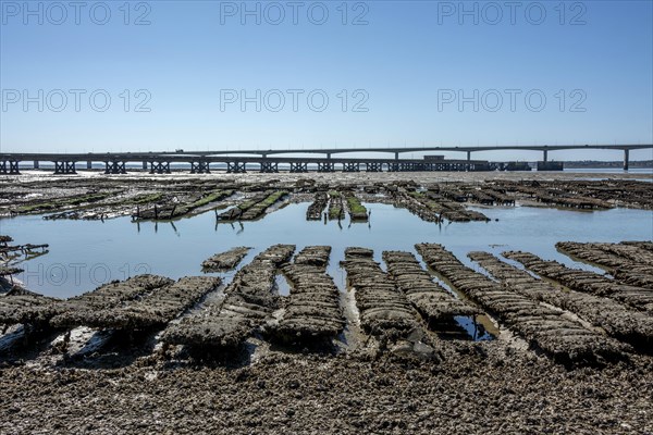 Oyster beds and Oleron bridge