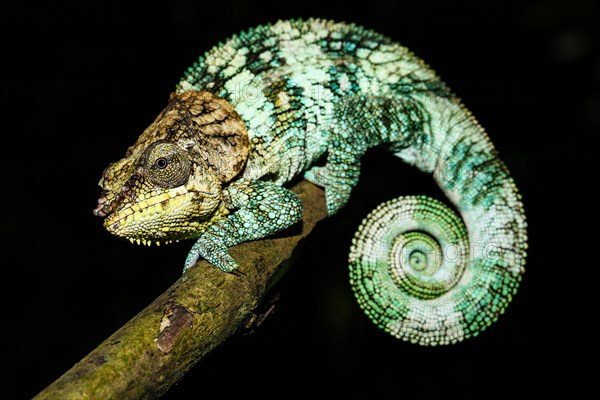 Amber Mountain chameleon